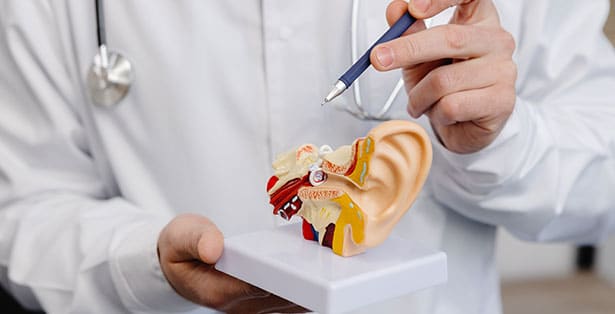 Audiologist pointing at a model of a human ear