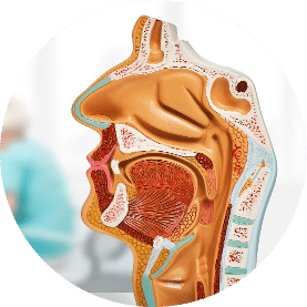 Model of anatomy of human nose